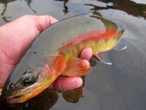 Where to Catch Golden Trout in Wyoming