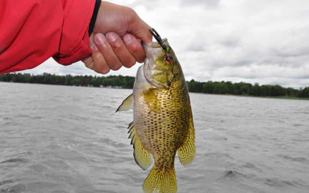 Are Rock Bass Good to Eat?