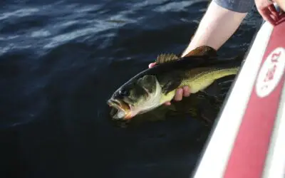 How Long Can a Bass Live Out of Water?